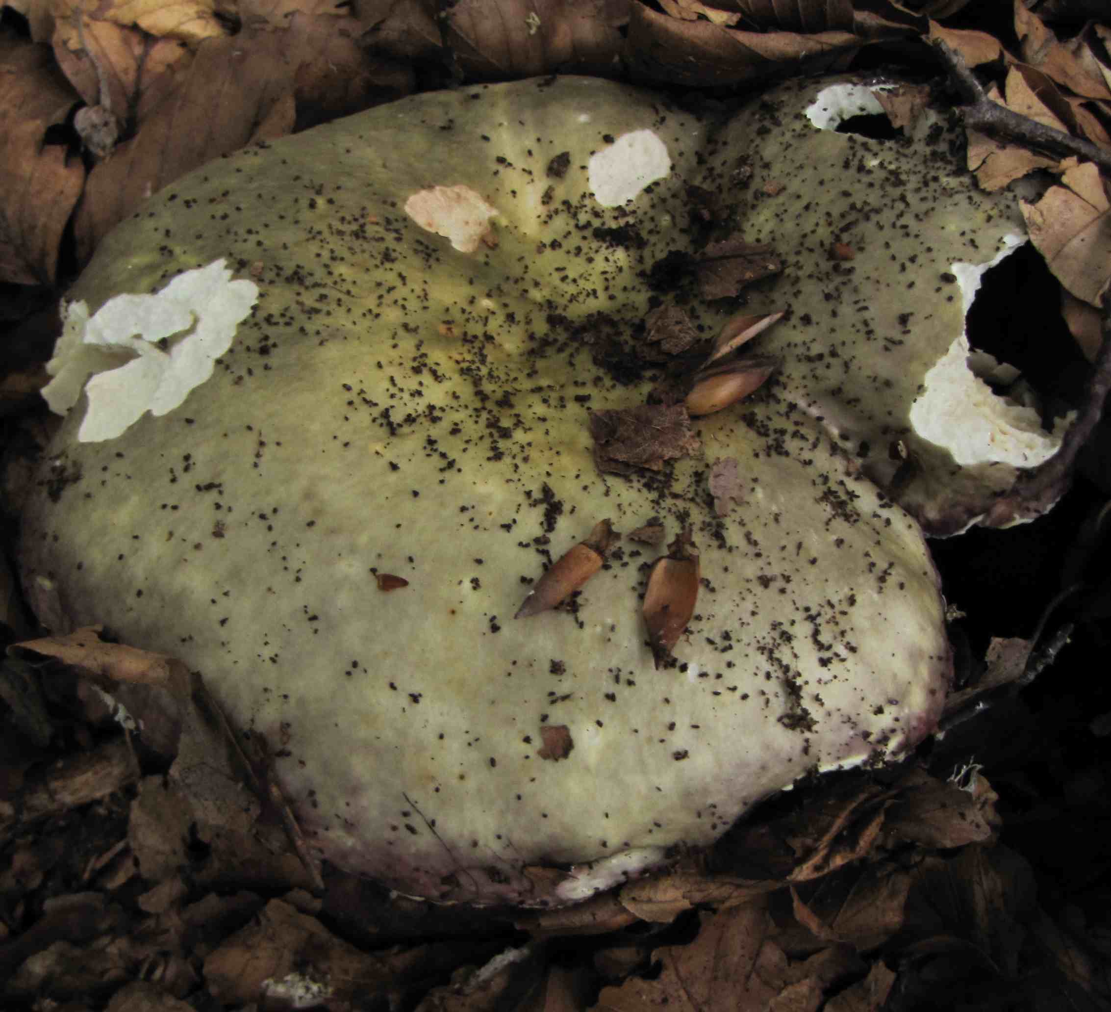 russula